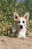 CORGI PEMBROKE 037